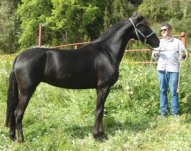 Caballo en Venta